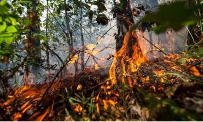 Леса в окрестностях Солотчи и Полково умышленно поджигают