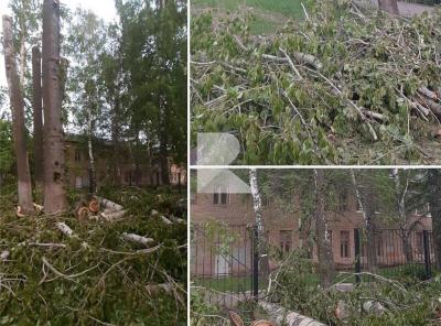 Мэрия прокомментировала спил деревьев у школы №38 в Рязани