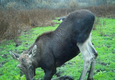 В Окском заповеднике засняли вставшего на колени лося