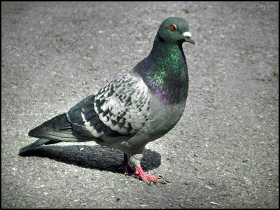 Рязанца обязали демонтировать голубятню на улице Шереметьевской