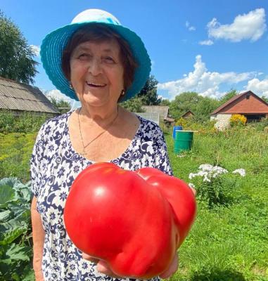 Жительница Старожилово вырастила гигантский помидор