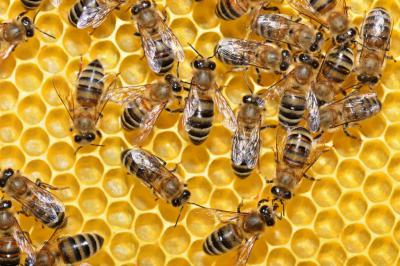 В Рязанской области определяются, как предупредить гибель пчёл