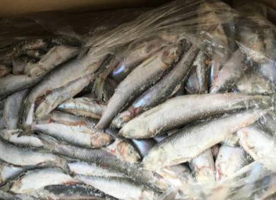 В Рыбновском районе изъяли и сожгли 400 килограммов непонятной рыбы