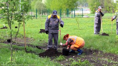 Комсомольский парк и Бульвар Победы в Рязани пополнили деревья