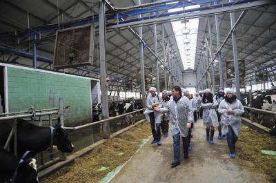 В Рыбновском районе с коровами работают 33 робота-дояра
