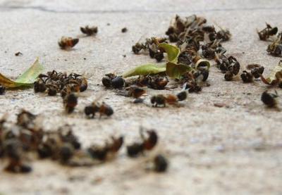 Рязанских сельхозпроизводителей привлекли к ответственности за массовую гибель пчёл