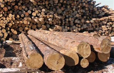 Лесной участок для заготовки древесины в Пронском лесничестве выставлен на аукцион