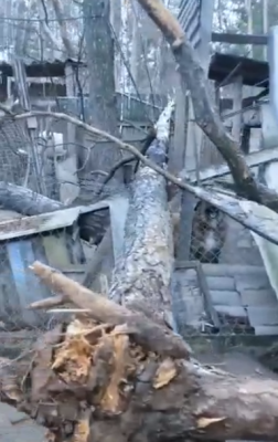 Упавшее дерево оборвало провода в рязанском приюте для животных