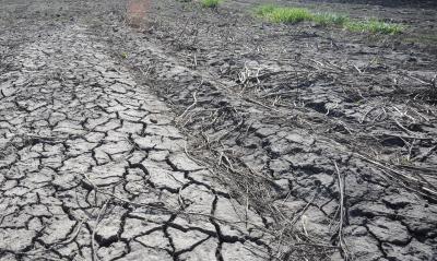 После гибели озимых рязанские аграрии столкнулись с засухой