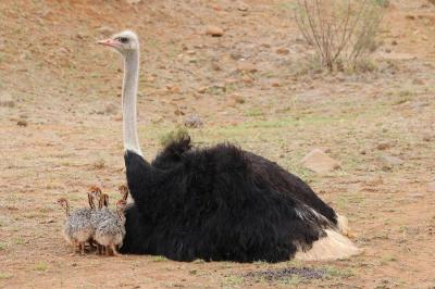 Рязанский зоопарк неправильно содержал страусов