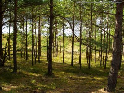 Рязанские леса будут патрулировать тщательнее