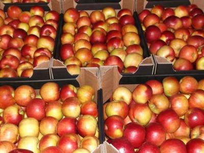 В Касимовском районе уничтожили польские яблоки