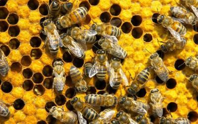В Рязанской области регламентируют разведение пчёл