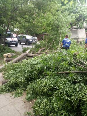Упавшее на улице Чапаева дерево распилили