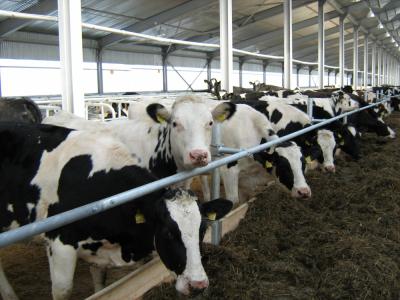 Олег Ковалёв: «Надо сохранить набранные темпы в производстве молока»