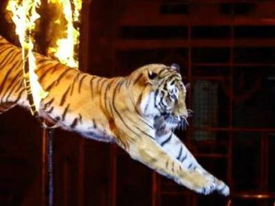 Половина рязанцев выступает за цирковые представления без животных