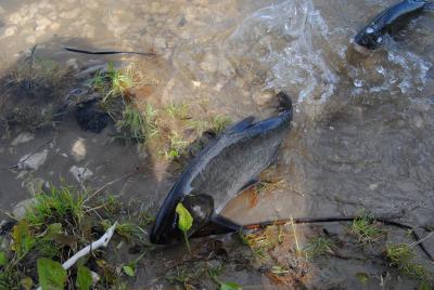 В рязанский пруд выпустили более 500 толстолобиков