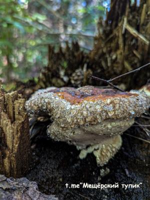 В рязанских лесах обнаружены плачущие трутовики 