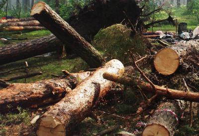 Касимовского лесничего уличили в незаконной рубке леса