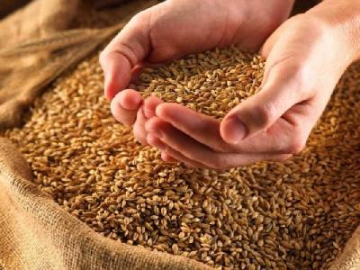 Оперативники повязали рязанца, укравшего полтора центнера пшеницы
