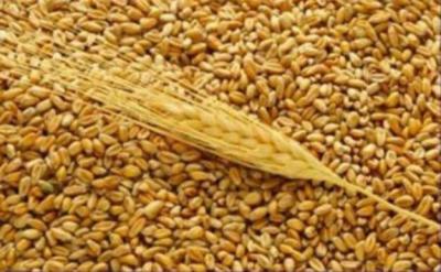 Утверждены закупочные цены на зерно в Рязанском регионе