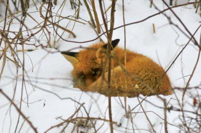 В Рязанской области увеличат вознаграждение за добычу лисицы