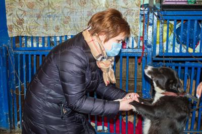 Администрация Рязани вновь объявила аукцион на работу с безнадзорными животными