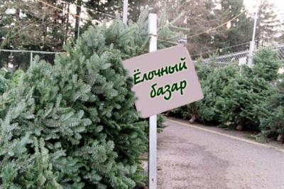 С 15 декабря в Рязани откроются ёлочные базары