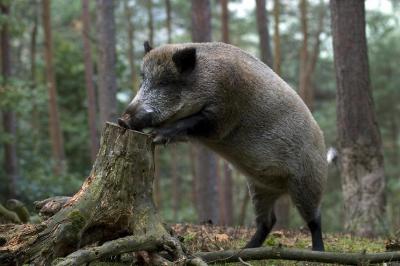 Африканская чума свиней выявлена неподалёку от Брыкина Бора