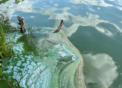 Воду во втором карьере в Борках в Рязани могли загрязнить цианобактерии