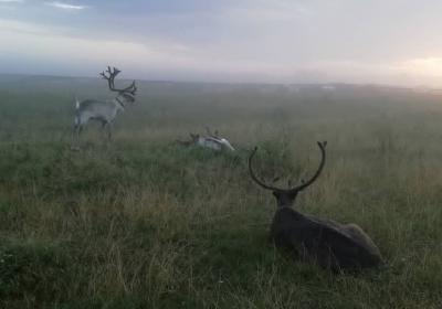 На ферме под Рязанью умерли три северных оленя, которых неправильно накормили посетители