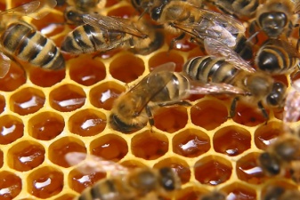 Рязанские пасеки радуют пчеловодов высокими медосборами