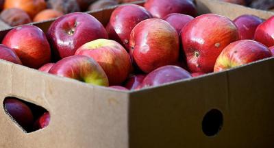 В Рязани уничтожили более 30 килограммов яблок