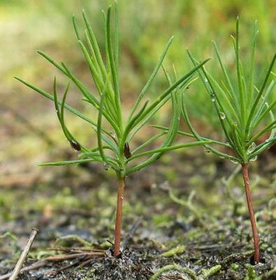 Три рязанских лесничества приступили к посадкам сосен