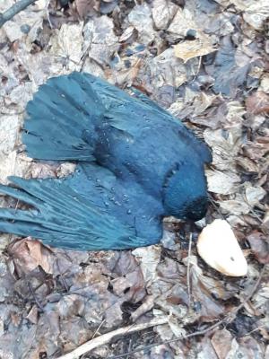 Ветеринарная лаборатория выясняет причины гибели птиц в Рязани
